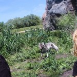 Arctic Fox Winnipeg Assiniboine Park Zoo