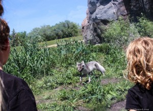 Arctic Fox Winnipeg Assiniboine Park Zoo