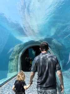 Looking for Polar Bears in the Tunnel with Daddy at the Winnipeg Assiniboine Park Zoo