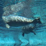 A playful seal Winnipeg Assiniboine Park Zoo