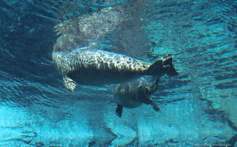 A playful seal Winnipeg Assiniboine Park Zoo