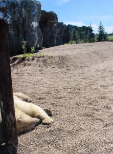 Polar Bear napping at the Winnipeg Assiniboine Park Zoo