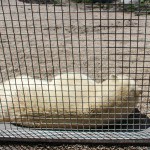 Hudson the Polar Bear at the Winnipeg Assiniboine Park Zoo