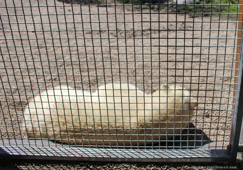 Hudson the Polar Bear at the Winnipeg Assiniboine Park Zoo