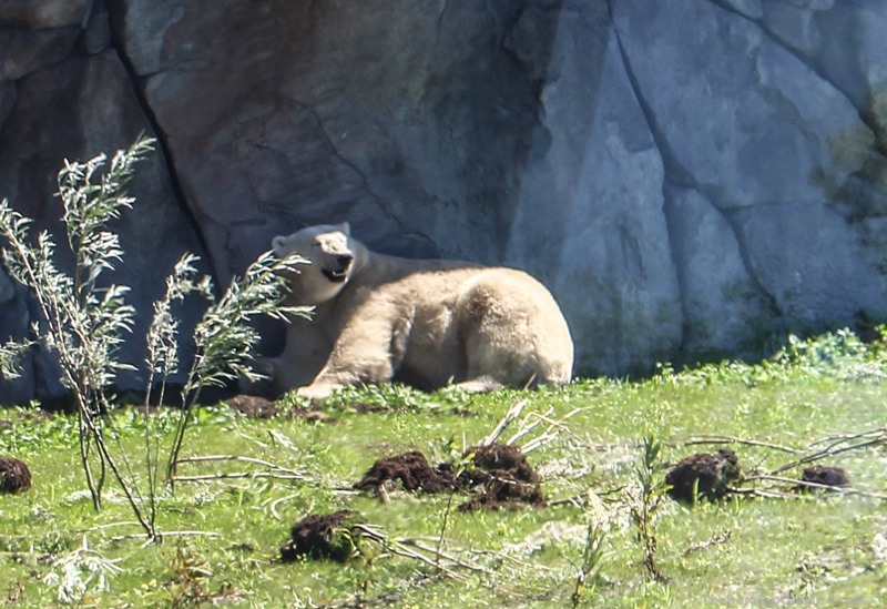 Sunning Polar Bear at the Winnipeg Assiniboine Park Zoo