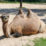 Camel at the Winnipeg Assiniboine Park Zoo