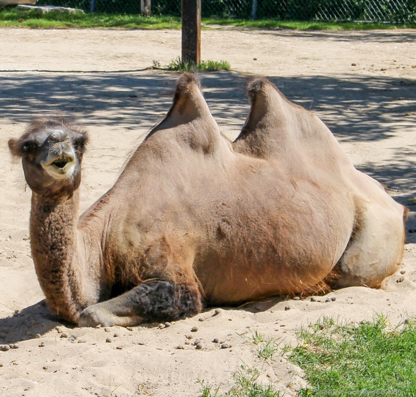 Camel at the Winnipeg Assiniboine Park Zoo