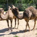 Camels at the Winnipeg Assiniboine Park Zoo