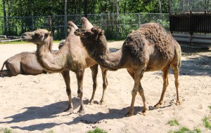 Camels at the Winnipeg Assiniboine Park Zoo