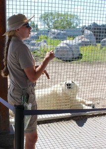 Learning a little more about Hudson the Polar Bear at the Winnipeg Assiniboine Park Zoo