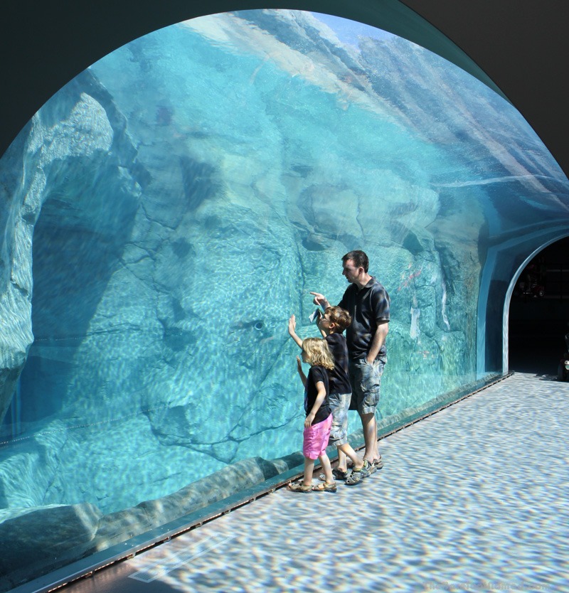 Checking out the Polar Bear tunnel at the Winnipeg Assiniboine Park Zoo