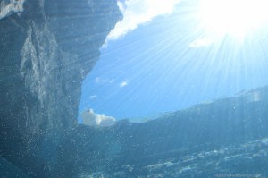 Polar bear looking down through the water at the Winnipeg Assiniboine Park Zoo