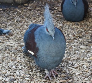 Winnipeg Assiniboine Park Zoo