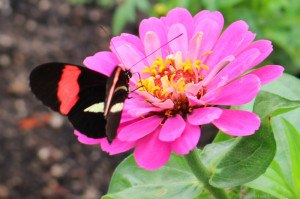 Butterfly on a pink flower at the Winnipeg Assiniboine Park Zoo