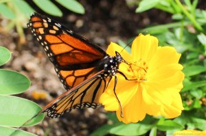 Butterfly on a yellow flower at the Winnipeg Assiniboine Park Zoo