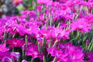 Flowers at the Winnipeg Assiniboine Park Zoo