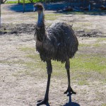 Emu Winnipeg Assiniboine Park Zoo
