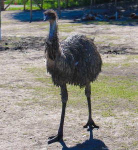 Emu Winnipeg Assiniboine Park Zoo