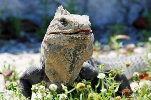 El Rey Ruins Cancun by Dennis Jarvis
