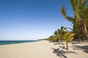 Palm tress blowing at Playa Dorado