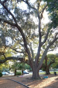 Charleston South Carolina tree
