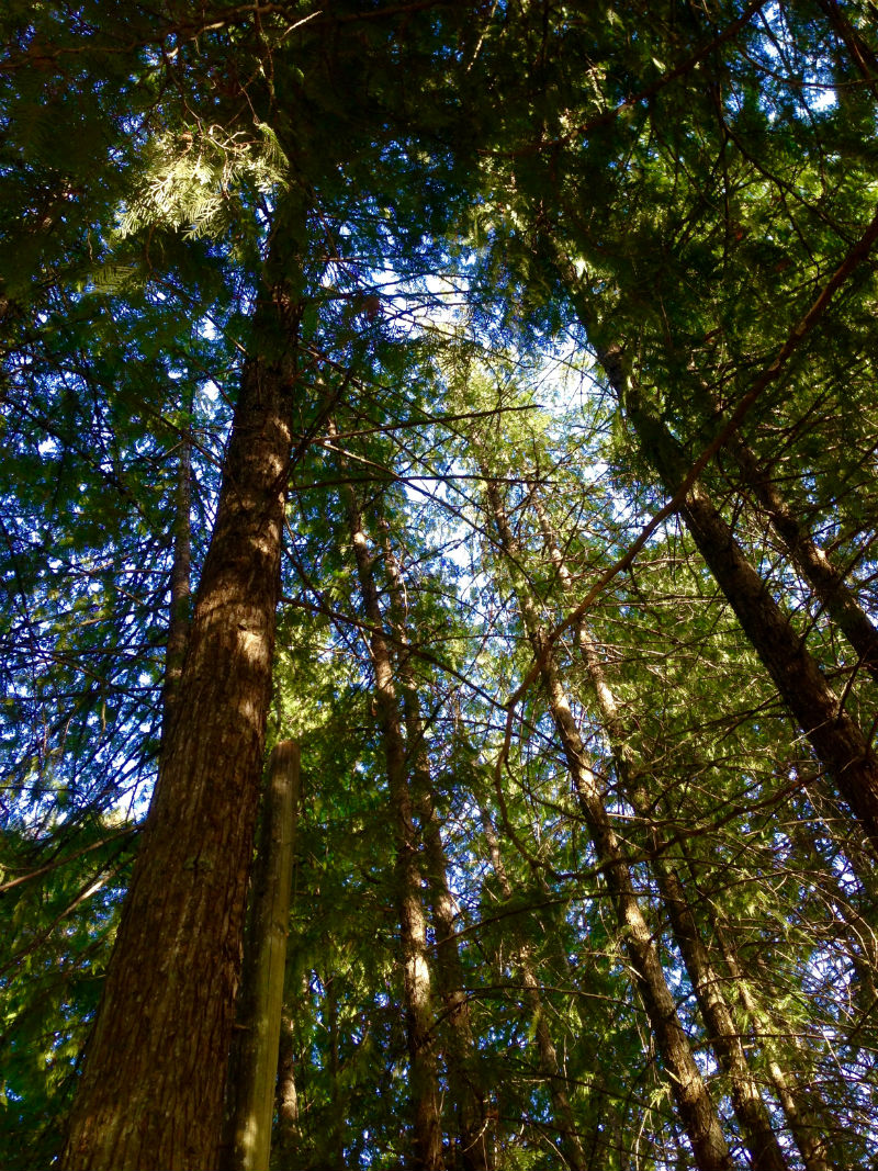 Sicamous KOA Trees in the campground tenting sites