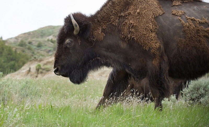 Bison Theodore Roosevelt National Park Photo by Justin Meissen on Flickr