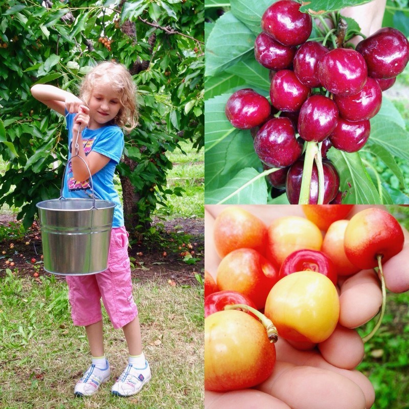 Cherry Picking in Kelowna at Arndt Orchards 