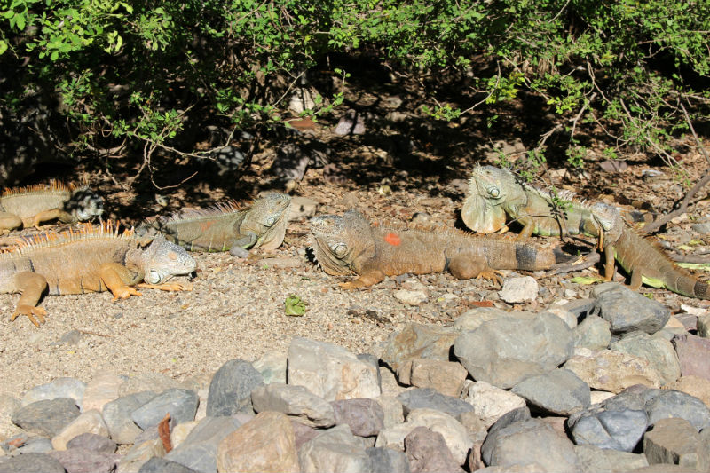 Iguana Sanctuary