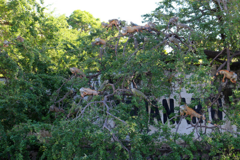 Iguanas in trees at the Iguana Sanctuary in Manzanillo