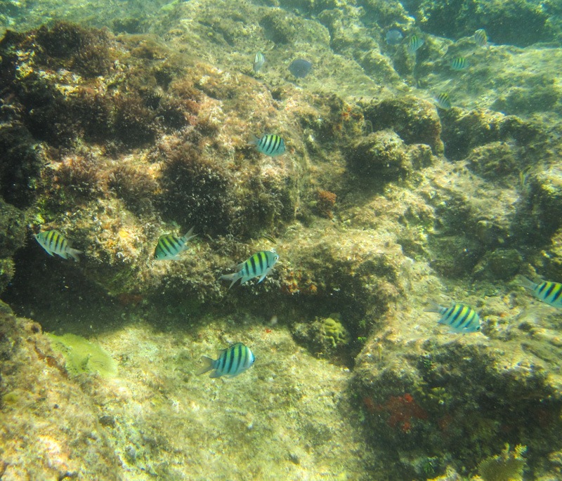 Anguilla Little Bay underwater with little fish