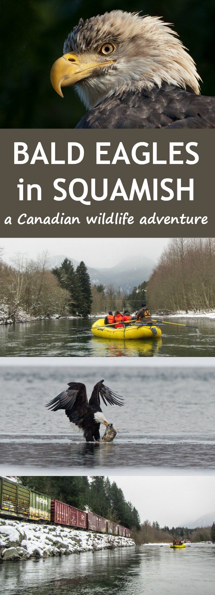 Experiencing a bald eagle float tour in beautiful Squamish, British Columbia Canada at Sunwolf in the small town of Brackendale