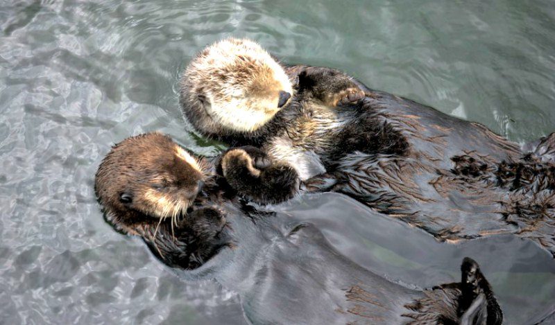 Tanu And Katmai Sea otters at the Vancouver Aquarium Rafting Credit Vancouver Aquarium