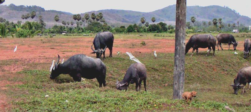 Scary Water Buffalo in Indonesia