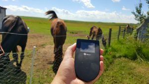 Tep wireless with horses in background