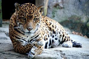 Jaguar