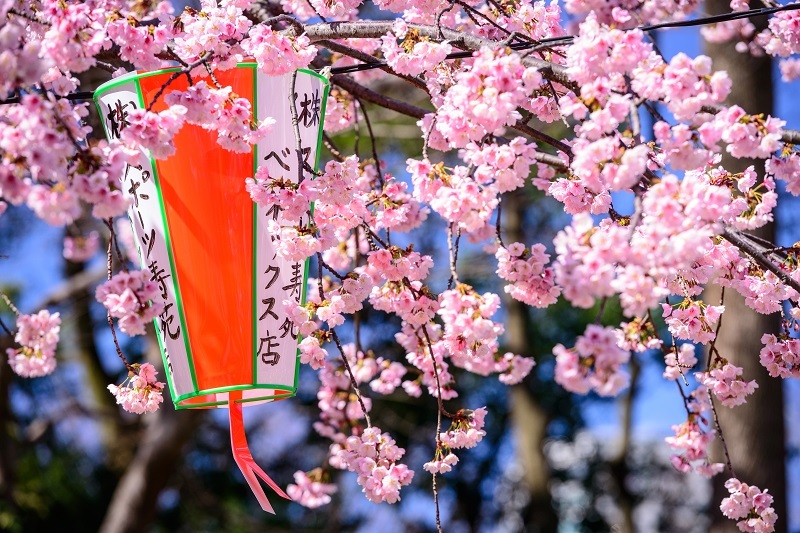 Cherry blossoms in Ueno Park in Tokyo 