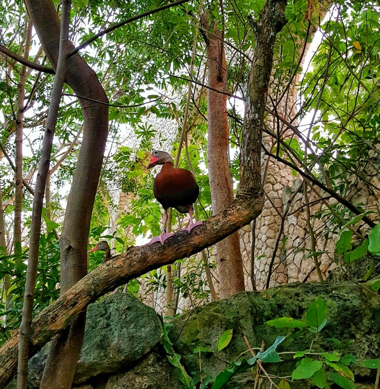 Xcaret colorful bird in aviary