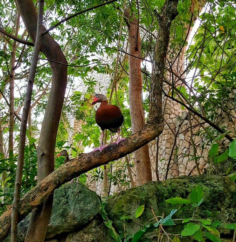 Xcaret colorful bird in aviary