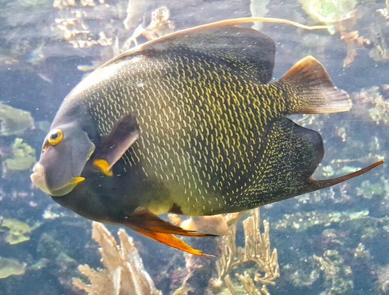 Xcaret fish in aquarium