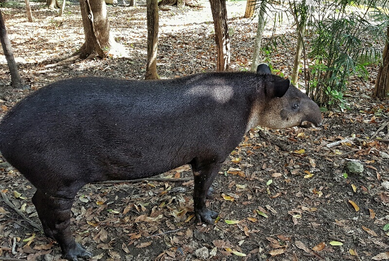 Xcaret tapir