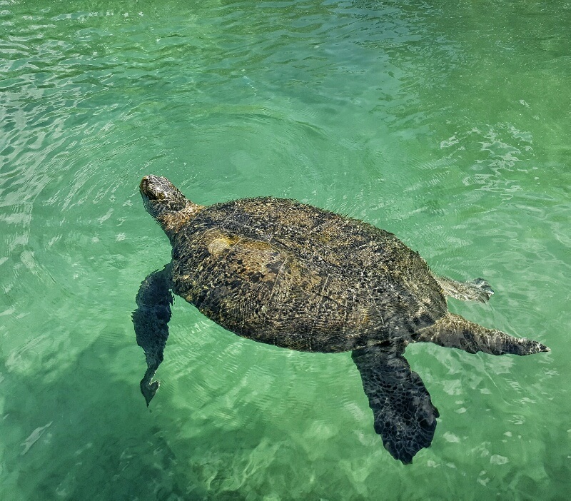 Xcaret turtle