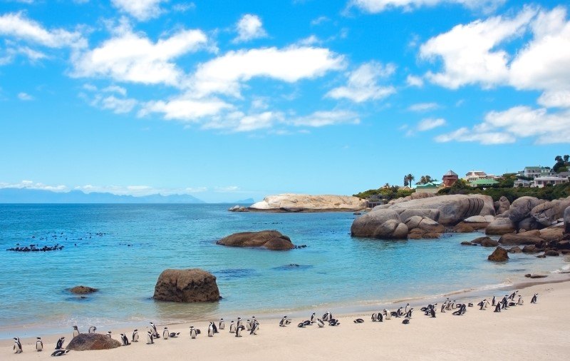 Endangered African penguins on False Bay's Boulders Beach in Simon's Town, Western Cape, South Africa.