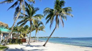 Beach and palm trees beside Admiral Nelsons Bar at Victoria House Ambergris Caye