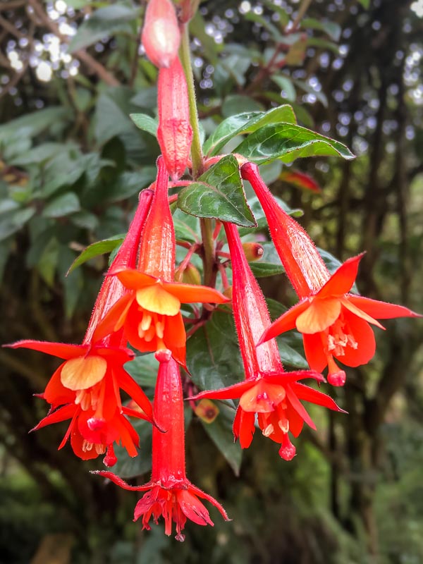 Beautiful red flowers at Hotel Termas Papallacta