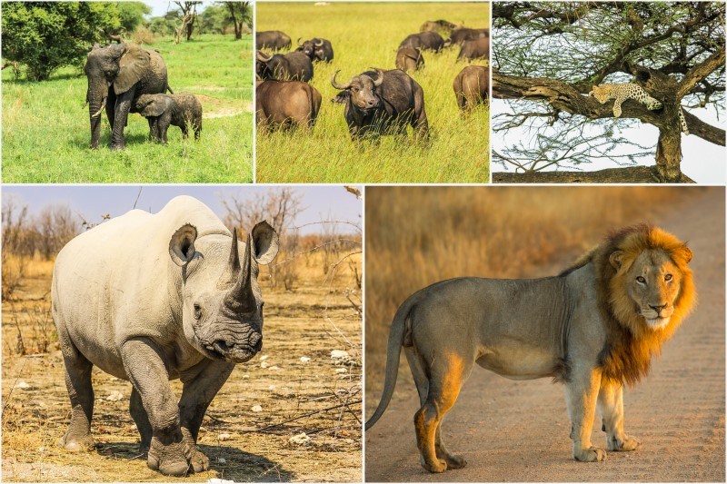 Collage de animales africanos Big Five, búfalo, elefante, leopardo, rinoceronte negro y león en parques nacionales y reservas africanas como Kruger, Etosha y el Serengeti.