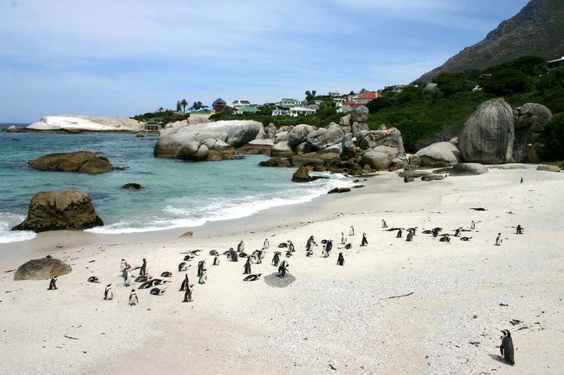 Dozens of penguins on the beach at Boulder Bay South Africa
