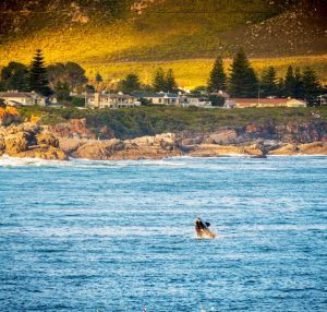 Whale watching at Hermanus in South Africa