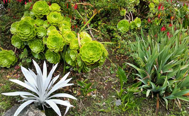 Lush vegetation at Termas Papallacta Hotel