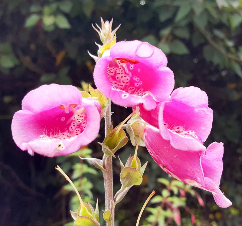 Pink flowers Termas Papallacta